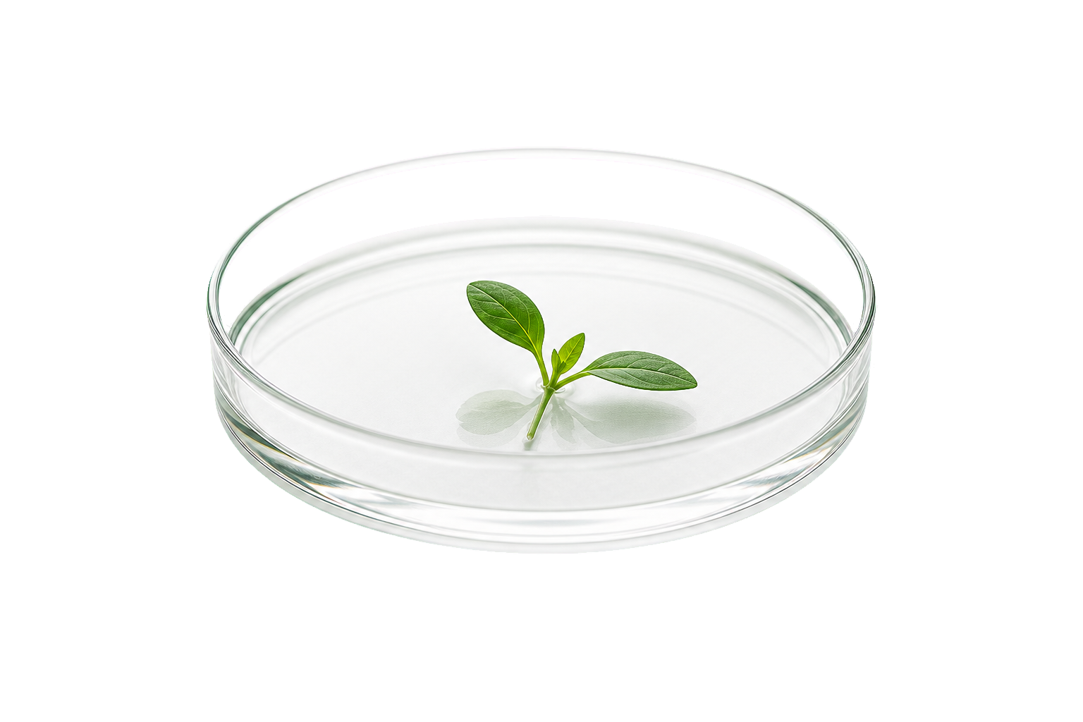Seedling in petri dish